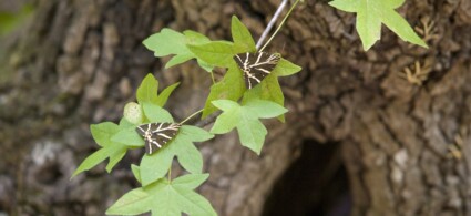 Valle de las Mariposas